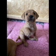 Labrador Retriever - Both