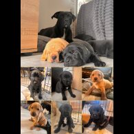 Labrador Retriever - Both