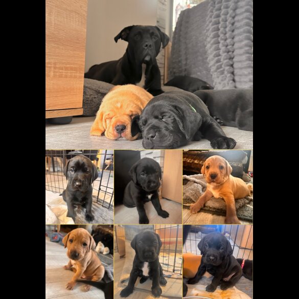 Labrador Retriever - Both