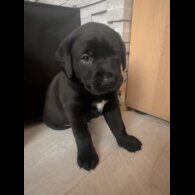 Labrador Retriever - Both