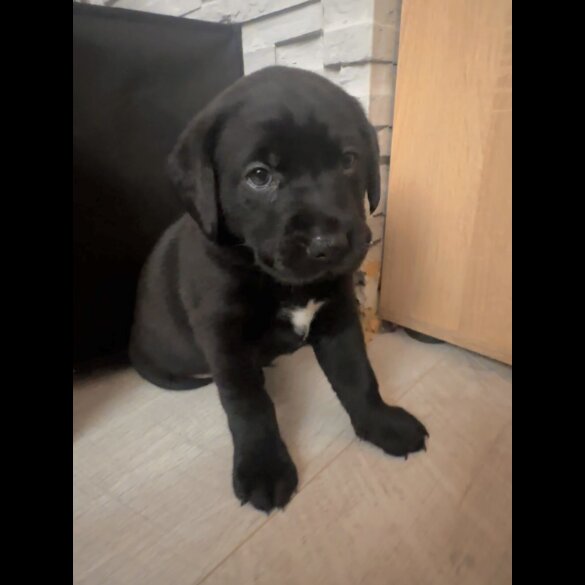 Labrador Retriever - Both