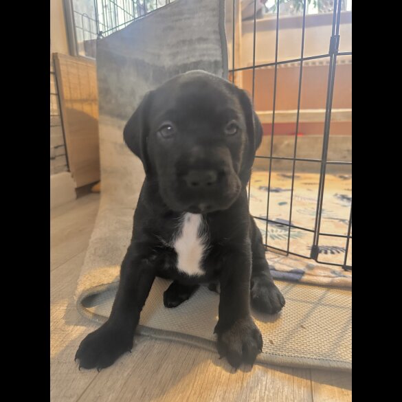 Labrador Retriever - Both