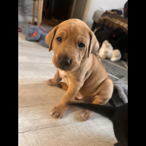 Labrador Retriever - Both