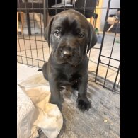 Labrador Retriever - Both