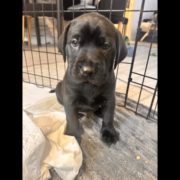 Labrador Retriever - Both