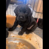 Labrador Retriever - Both