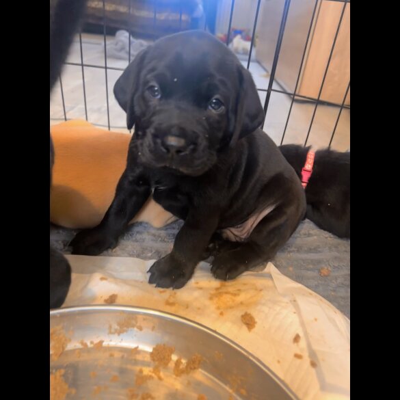 Labrador Retriever - Both