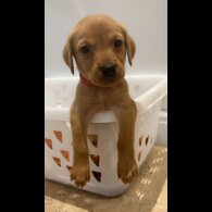 Labrador Retriever - Both