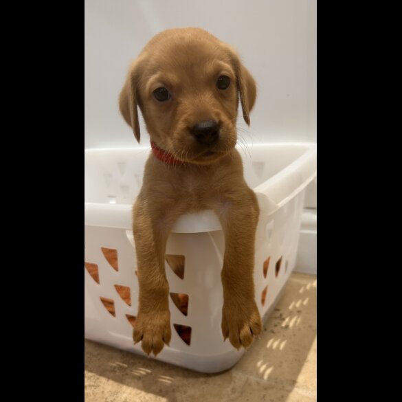 Labrador Retriever - Both