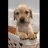 Labrador Retriever - Both