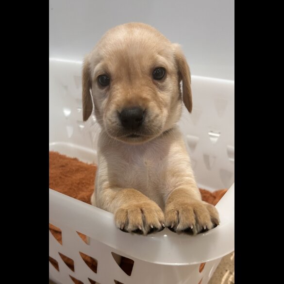 Labrador Retriever - Both