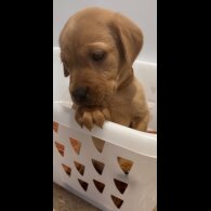 Labrador Retriever - Both