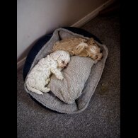 Maltipoo - Both