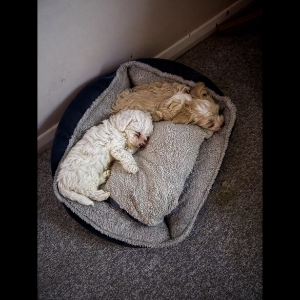 Maltipoo - Both