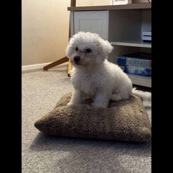 Maltipoo - Both