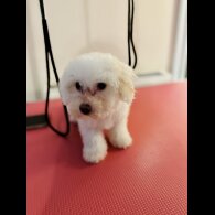 Maltipoo - Both