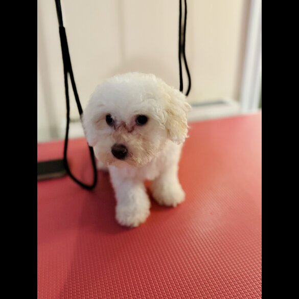 Maltipoo - Both