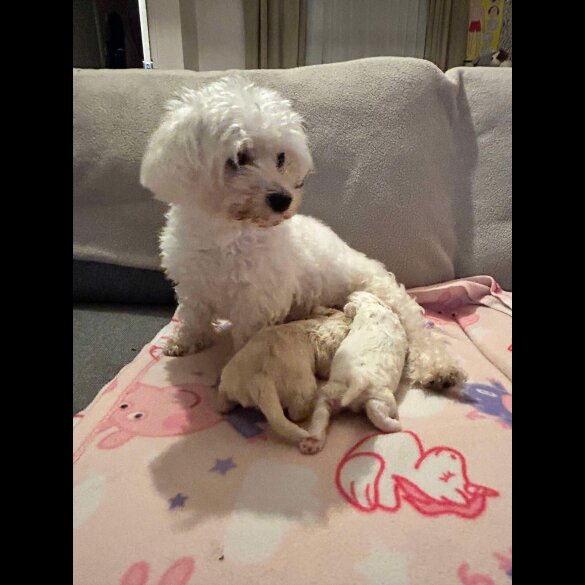 Maltipoo - Both
