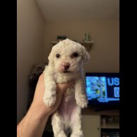 Maltipoo - Both