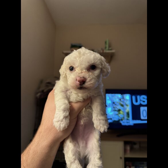 Maltipoo - Both