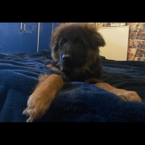 German Shepherd (Alsatian) - Both