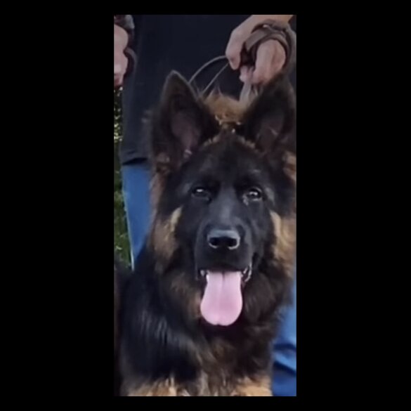 German Shepherd (Alsatian) - Both