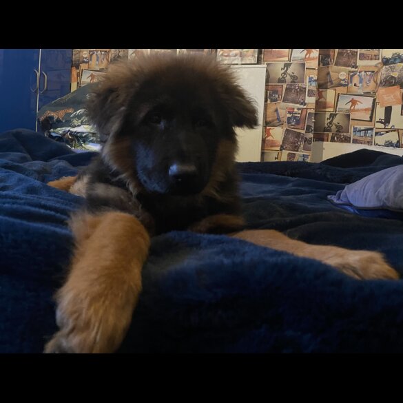 German Shepherd (Alsatian) - Both