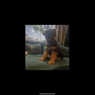 German Shepherd (Alsatian) - Both