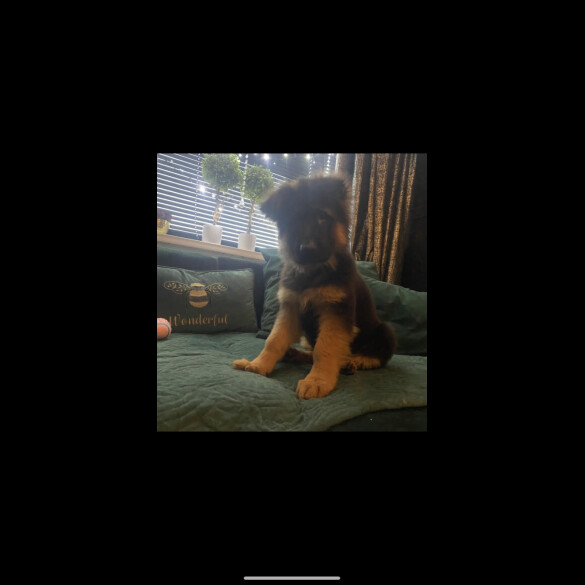German Shepherd (Alsatian) - Both