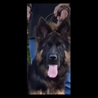 German Shepherd (Alsatian) - Both