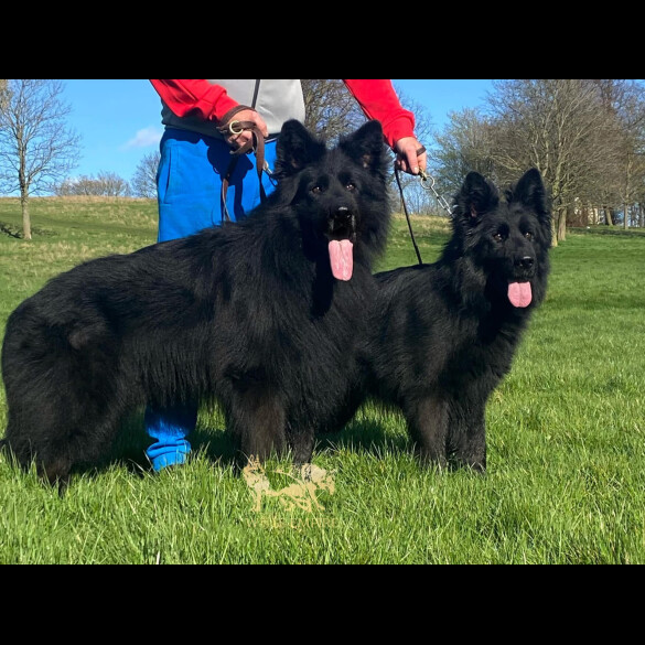 German Shepherd (Alsatian) - Both