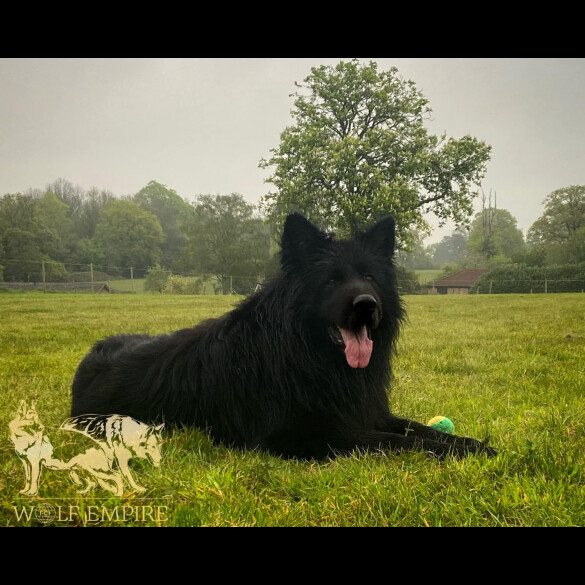 German Shepherd (Alsatian) - Both