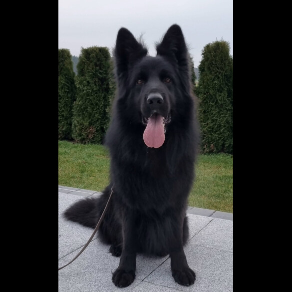 German Shepherd (Alsatian) - Both