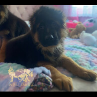 German Shepherd (Alsatian) - Both
