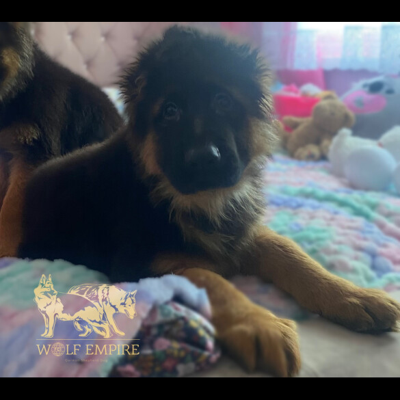 German Shepherd (Alsatian) - Both