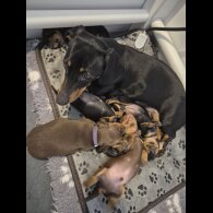 Dachshund (Standard &amp; Miniature) - Both