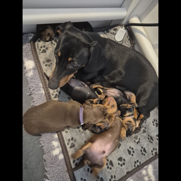 Dachshund (Standard &amp; Miniature) - Both