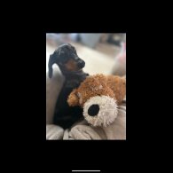 Dachshund (Standard &amp; Miniature) - Both