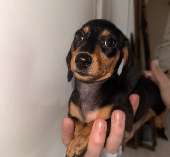 Dachshund (Standard &amp; Miniature)