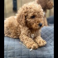 Miniature Poodle - Both