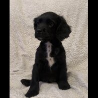 Mixed Breed - Both