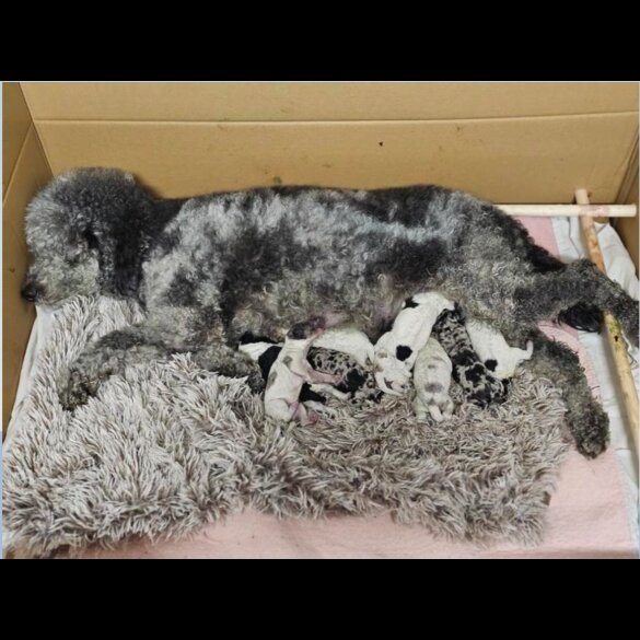 Poodle - Dogs