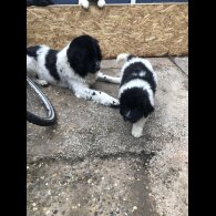 Newfoundland - Both