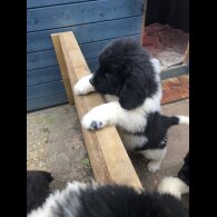 Newfoundland - Both