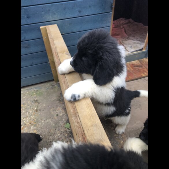 Newfoundland - Both