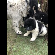 Newfoundland - Both