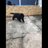 Newfoundland - Both