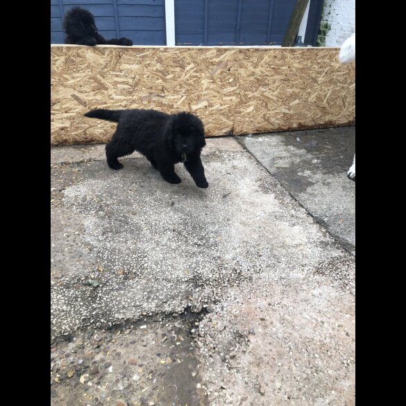 Newfoundland - Both