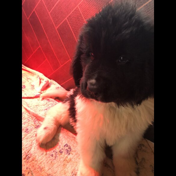 Newfoundland - Both