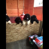 Newfoundland - Both